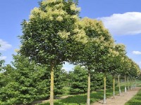 Ligustrum japonicum, Kurtbağrı Ağacı